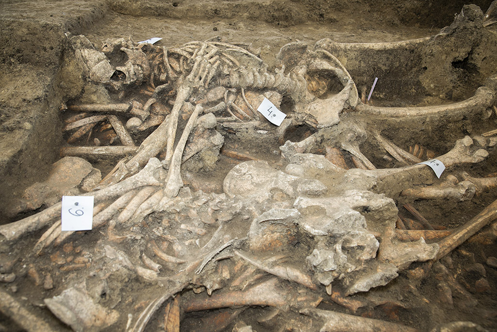 Félezer évet túlélve, őseink sírjánál fejet hajtva – A mohácsi tömegsír feltárásának tanulságairól