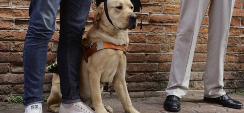 Az egyetemi órákra, Erasmusra és a diplomaátadóra is elkísérik látássérült és vak gazdáikat a vakvezető kutyák