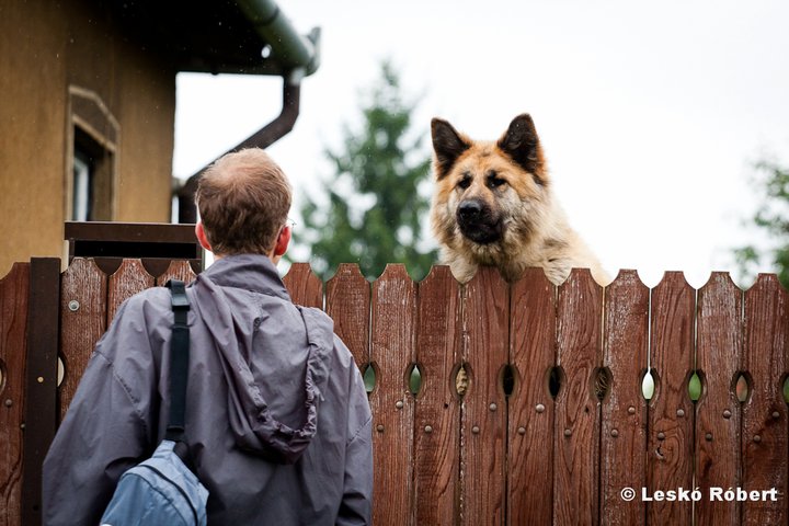 Ádám rémálma: csengő nincs, kutya van.
